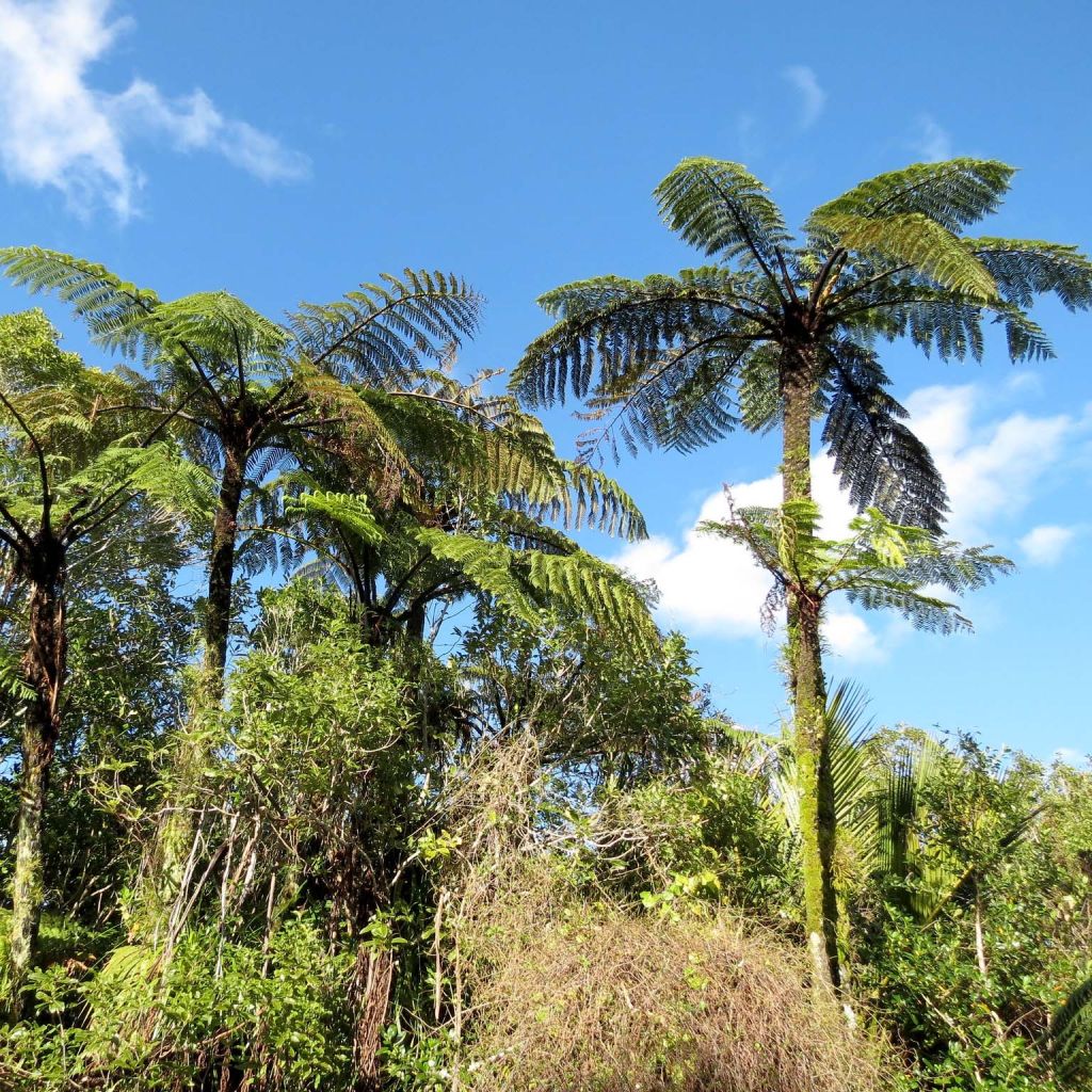 Cyathea medullaris - Zwarte boomvaren