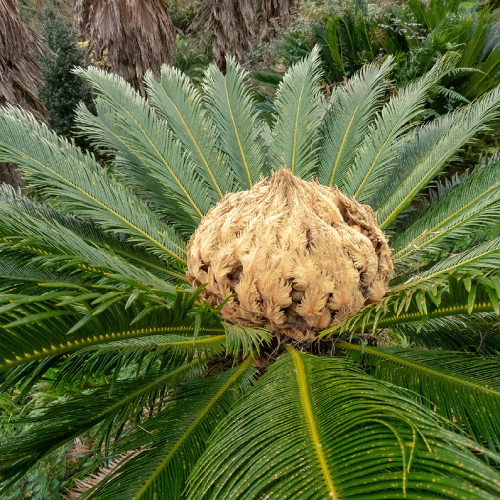 Cycas revoluta - Sagopalm