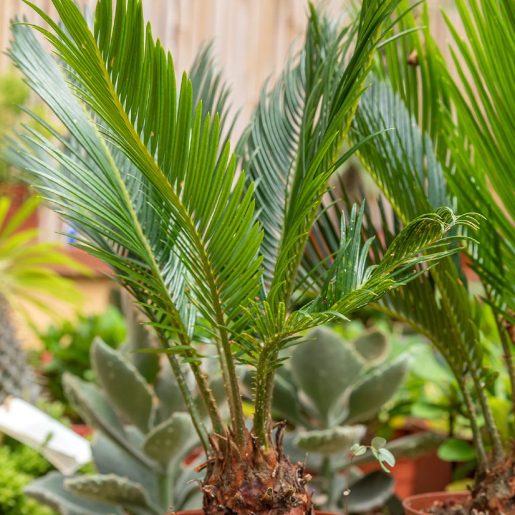 Cycas revoluta - Sagopalm