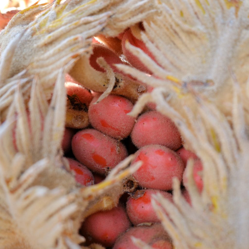 Cycas revoluta - Sagopalm