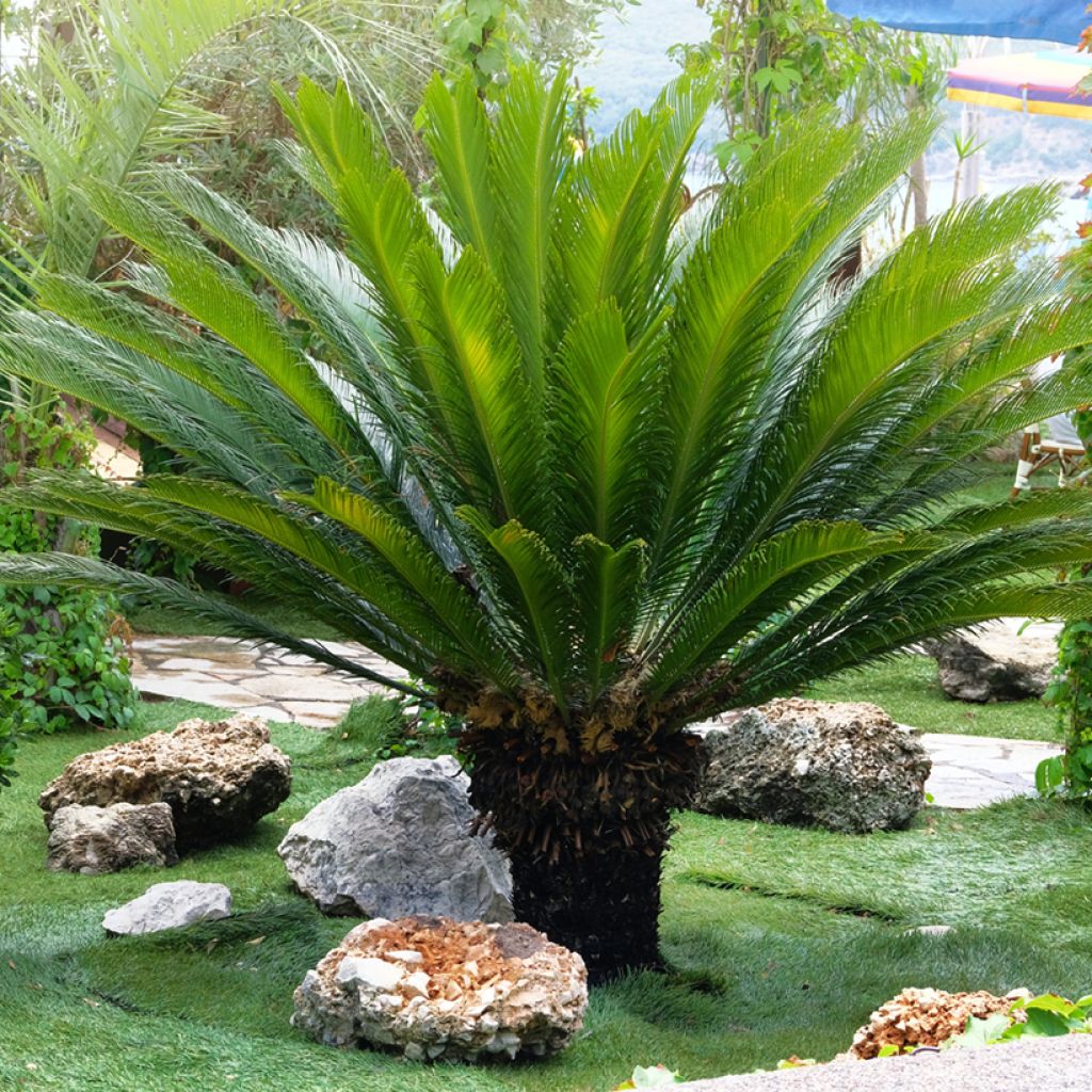 Cycas revoluta - Sagopalm