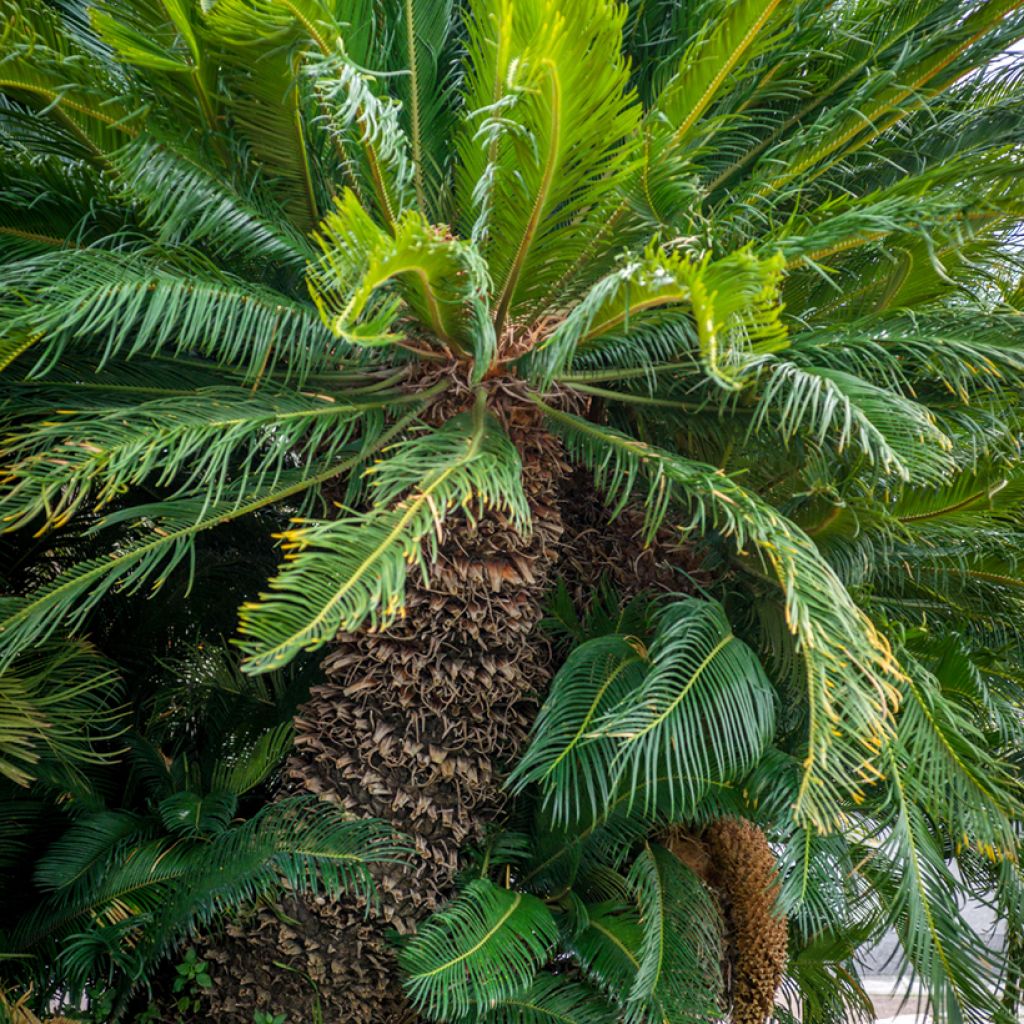 Cycas revoluta - Sagopalm