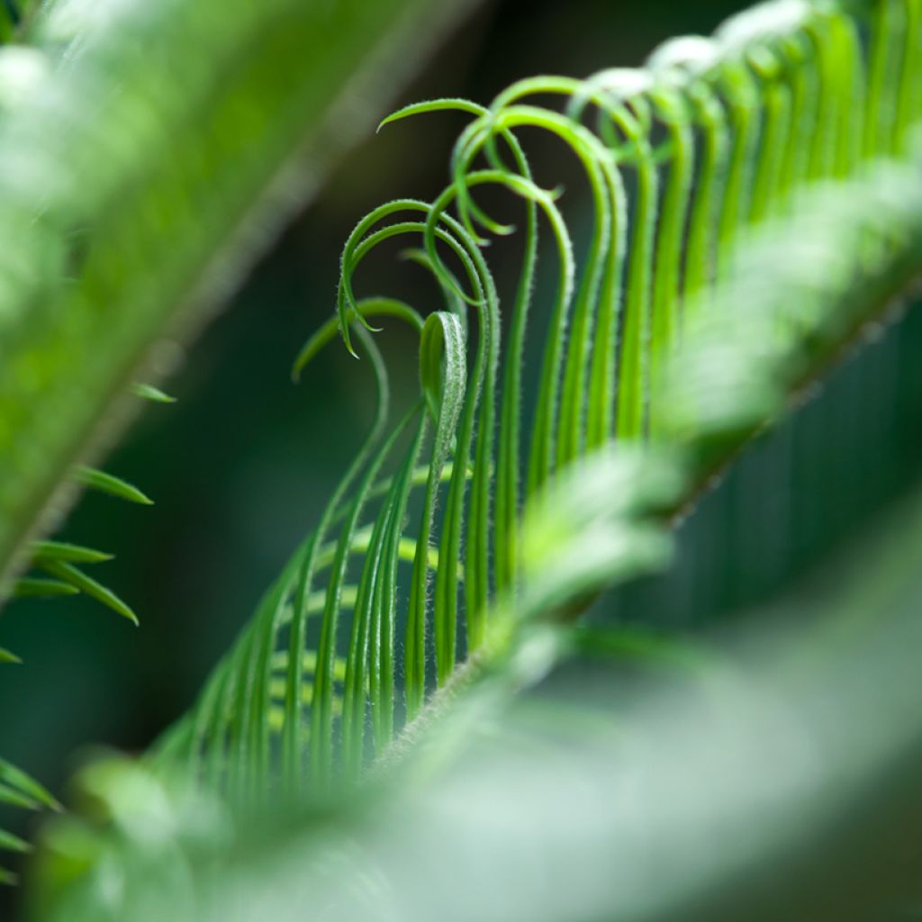 Cycas revoluta - Sagopalm