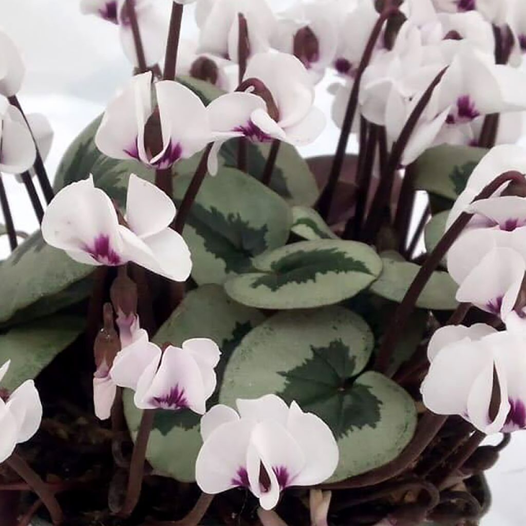Cyclamen coum Christmas Tree Wit - Alpenviooltje