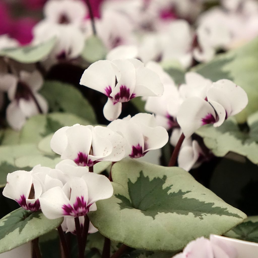 Cyclamen coum Christmas Tree Wit - Alpenviooltje
