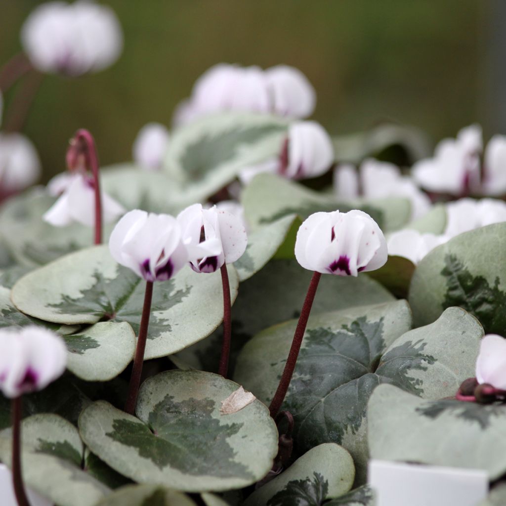 Cyclamen coum Christmas Tree Wit - Alpenviooltje
