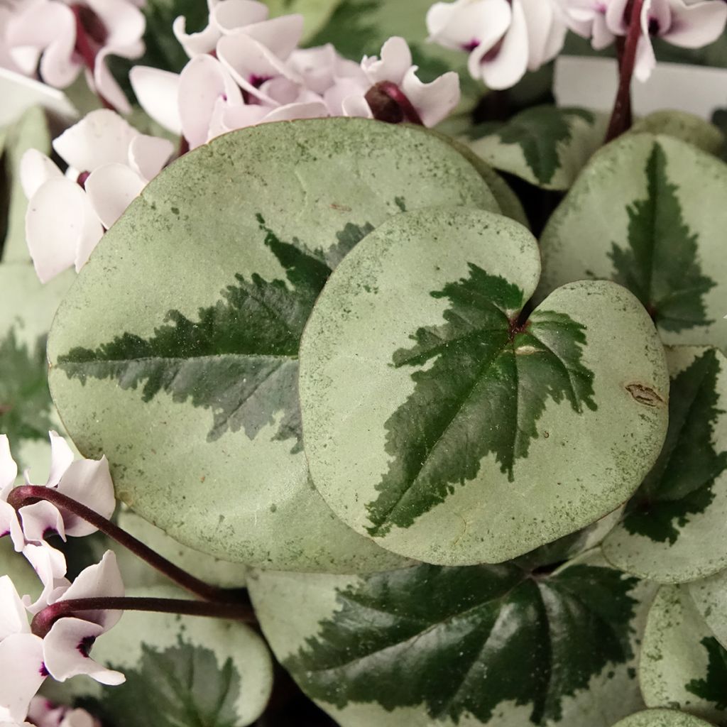 Cyclamen coum Christmas Tree Wit - Alpenviooltje