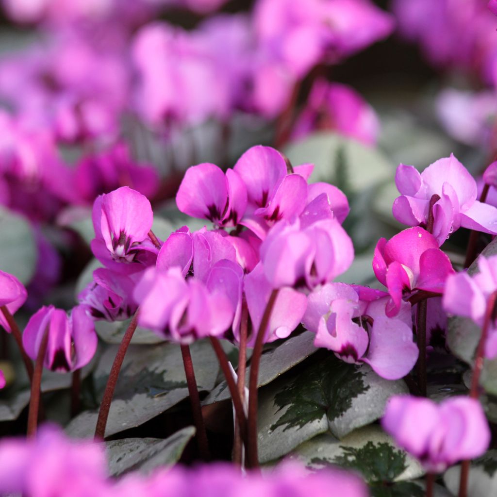 Cyclamen coum Christmas Tree roze - Alpenviooltje