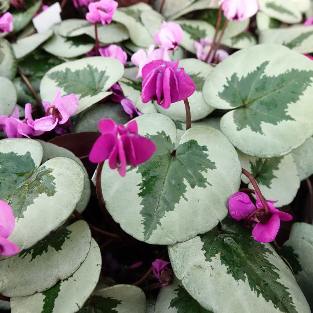 Cyclamen coum Christmas Tree roze - Alpenviooltje