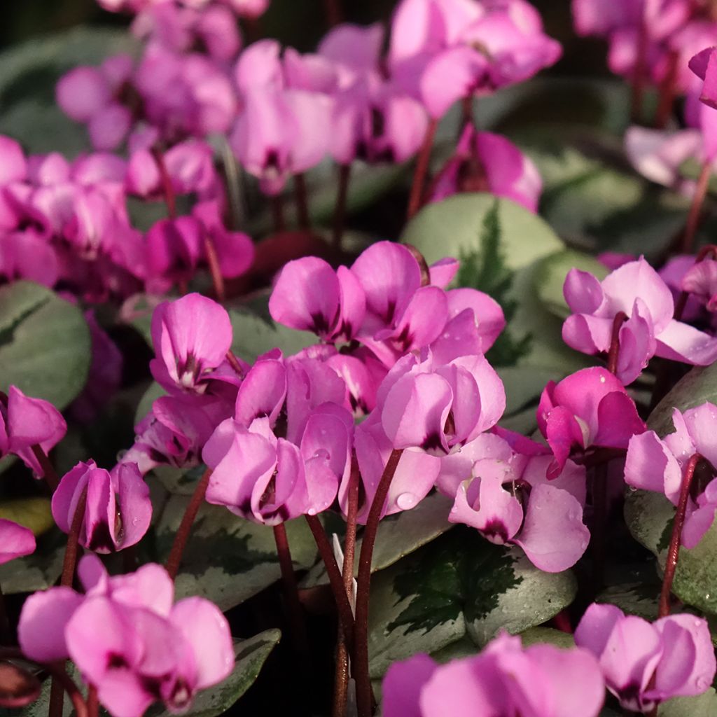 Cyclamen coum Christmas Tree roze - Alpenviooltje