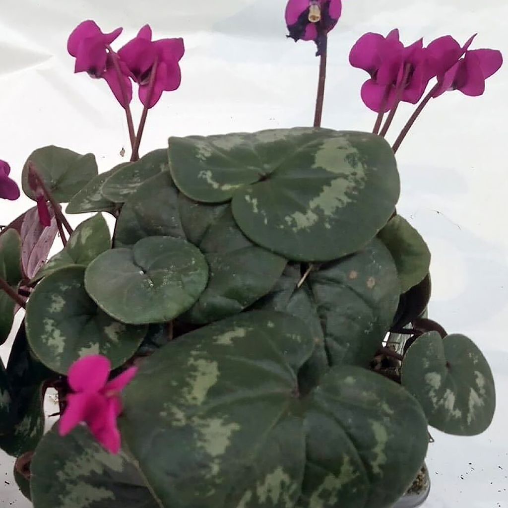 Cyclamen coum Meaden's Crimson gemarmerd blad - Alpenviooltje