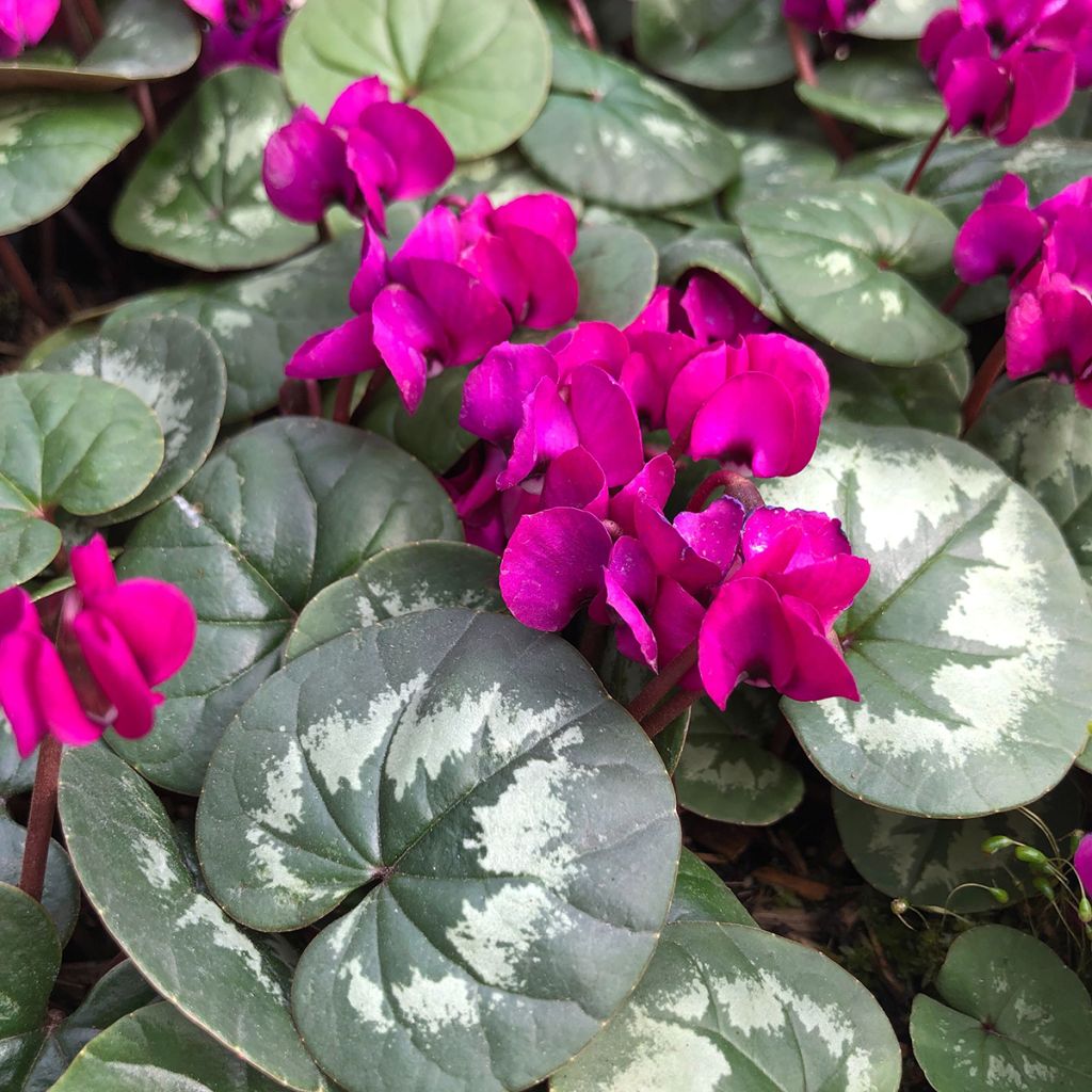 Cyclamen coum Meaden's Crimson gemarmerd blad - Alpenviooltje