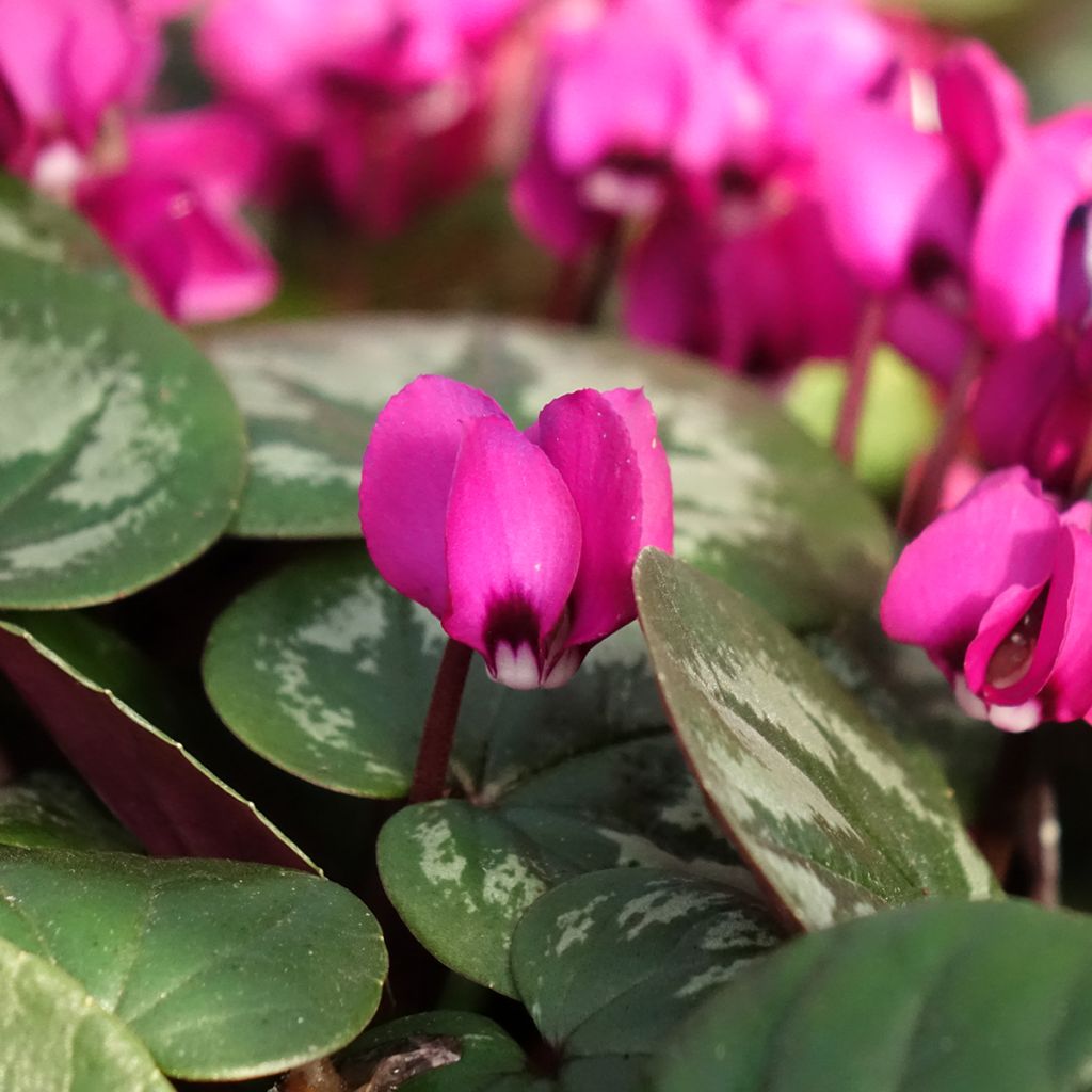 Cyclamen coum Meaden's Crimson gemarmerd blad - Alpenviooltje