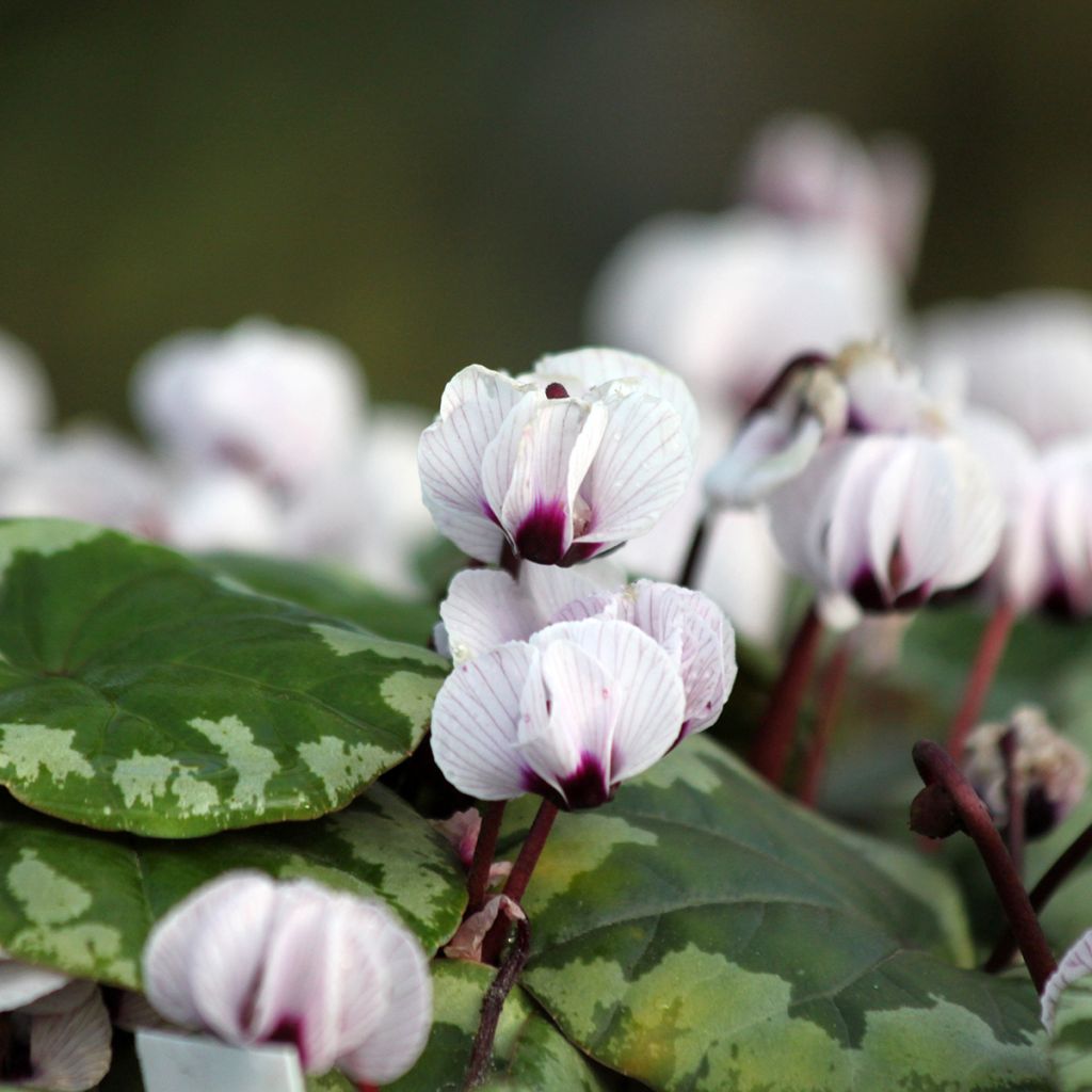 Cyclamen coum Porcelain - Alpenviooltje