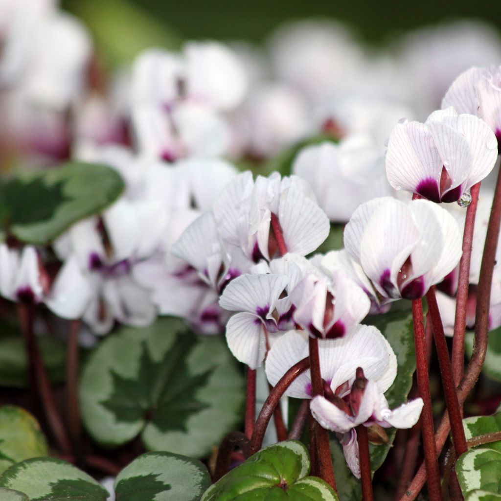 Cyclamen coum Porcelain - Alpenviooltje
