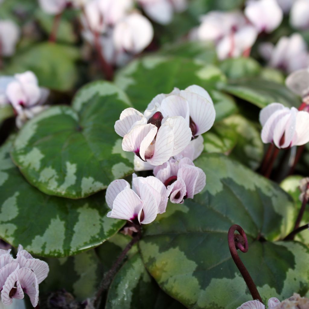 Cyclamen coum Porcelain - Alpenviooltje