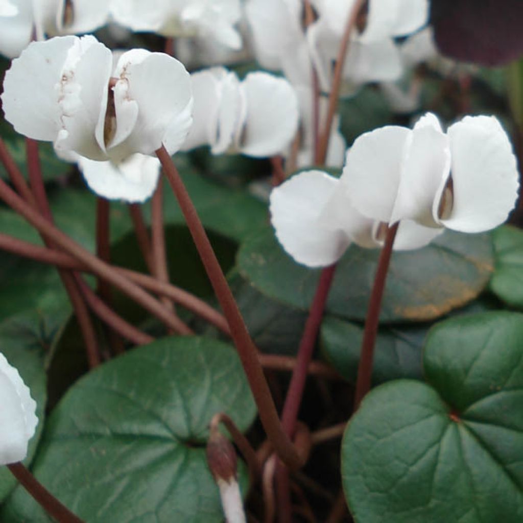 Cyclamen coum Wit - Alpenviooltje