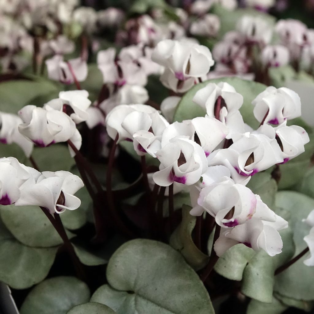 Cyclamen coum Wit grijs blad - Alpenviooltje