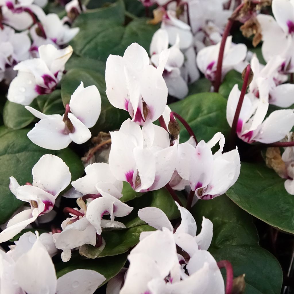 Cyclamen coum Wit groen blad - Alpenviooltje