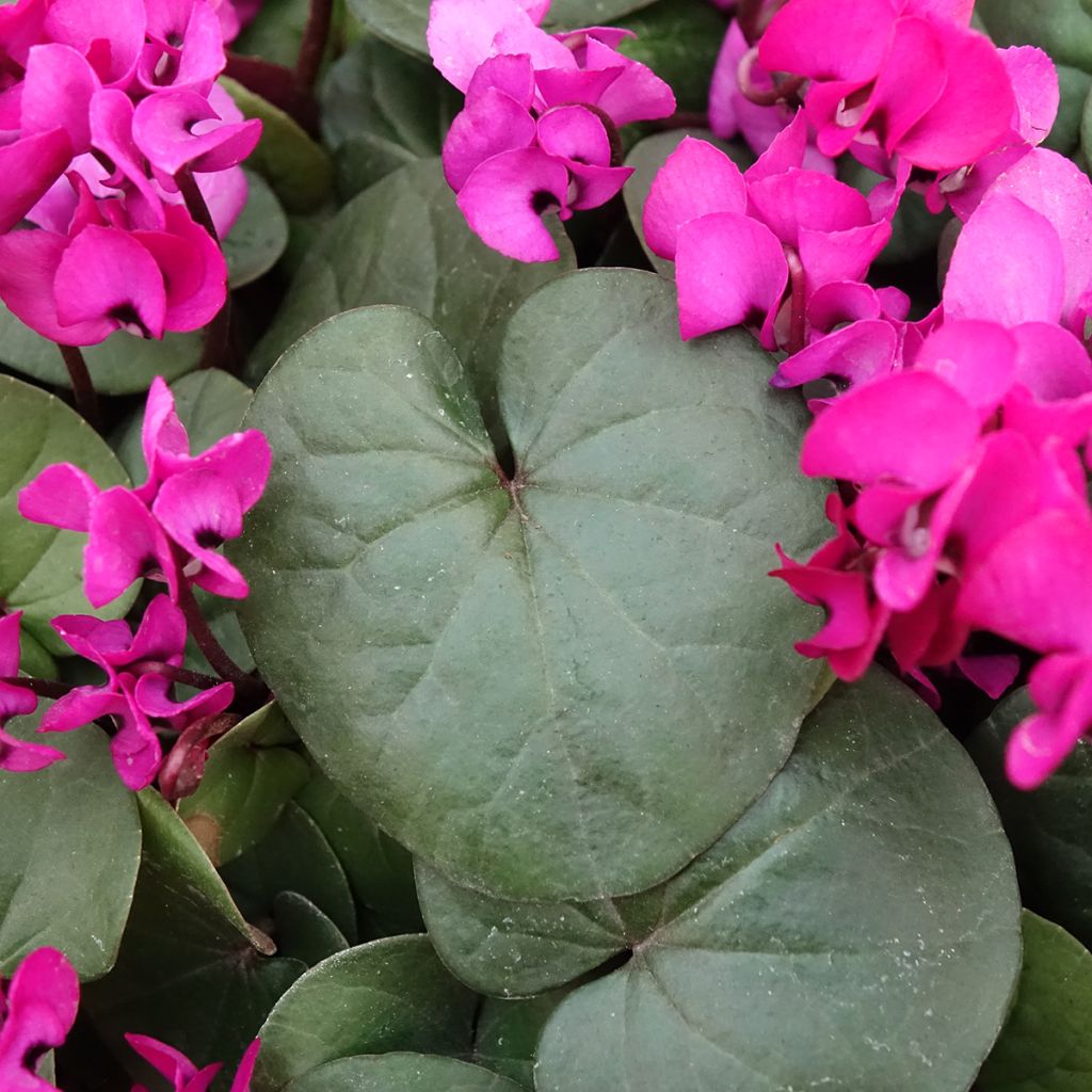 Cyclamen coum Fuschia groen blad - Alpenviooltje