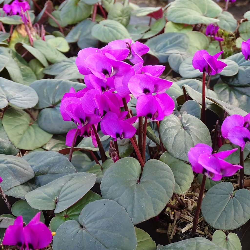 Cyclamen coum Fuschia groen blad - Alpenviooltje