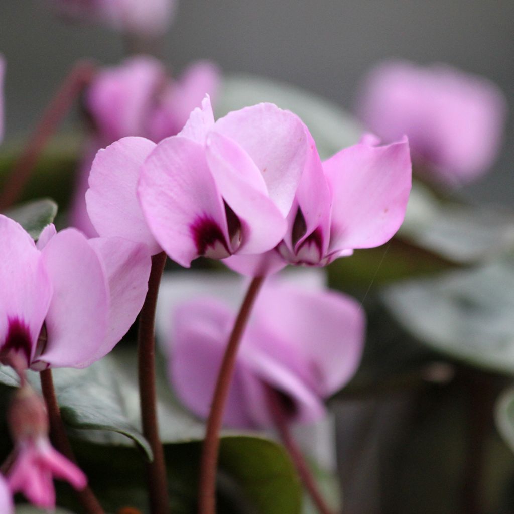Cyclamen coum Roze gemarmerd blad - Alpenviooltje