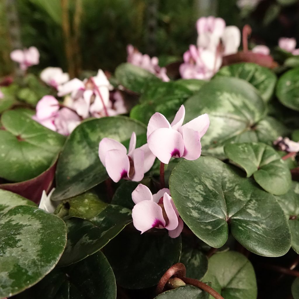 Cyclamen coum Roze gemarmerd blad - Alpenviooltje