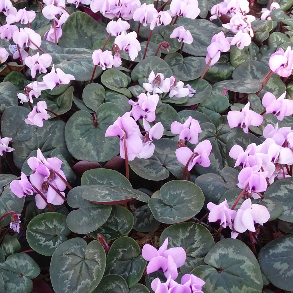 Cyclamen coum Roze gemarmerd blad - Alpenviooltje