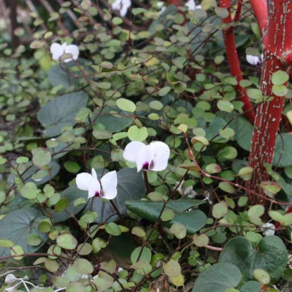 Cyclamen coum Wit - Alpenviooltje