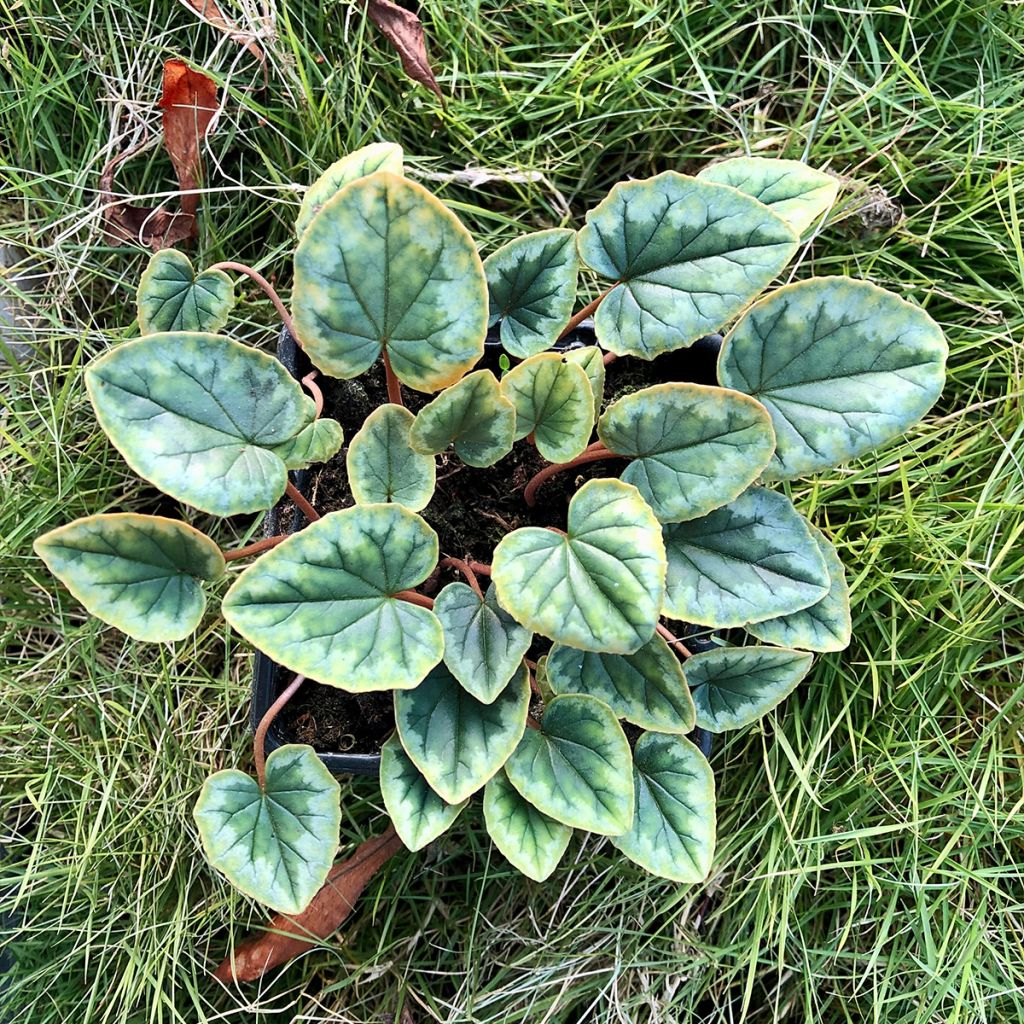 Cyclamen hederifolium Wit - Naaldcyclaam