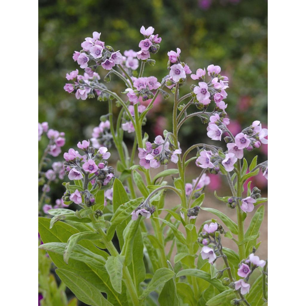 Cynoglossum amabile Mystery Rose (zaad) - Chinees vergeet-mij-nietje