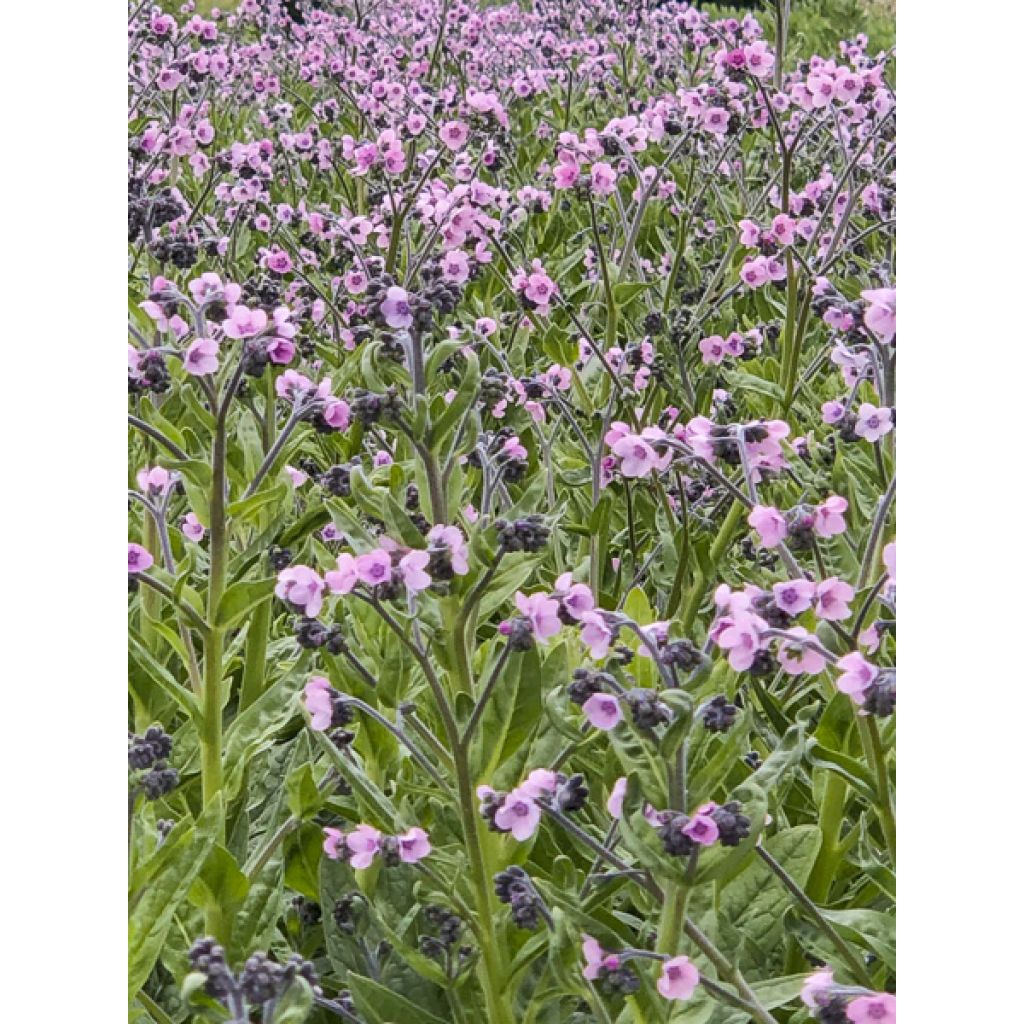 Cynoglossum amabile Mystery Rose (zaad) - Chinees vergeet-mij-nietje