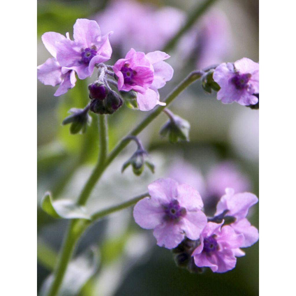 Cynoglossum amabile Mystery Rose (zaad) - Chinees vergeet-mij-nietje