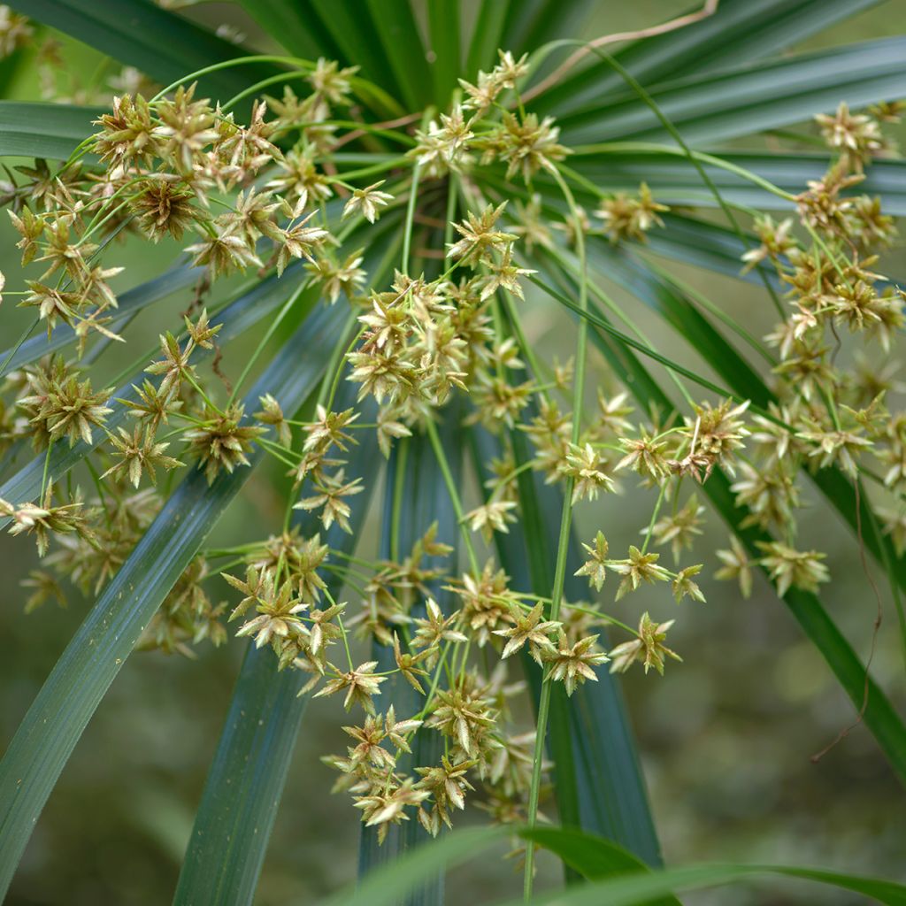 Cyperus alternifolius - Parapluplant