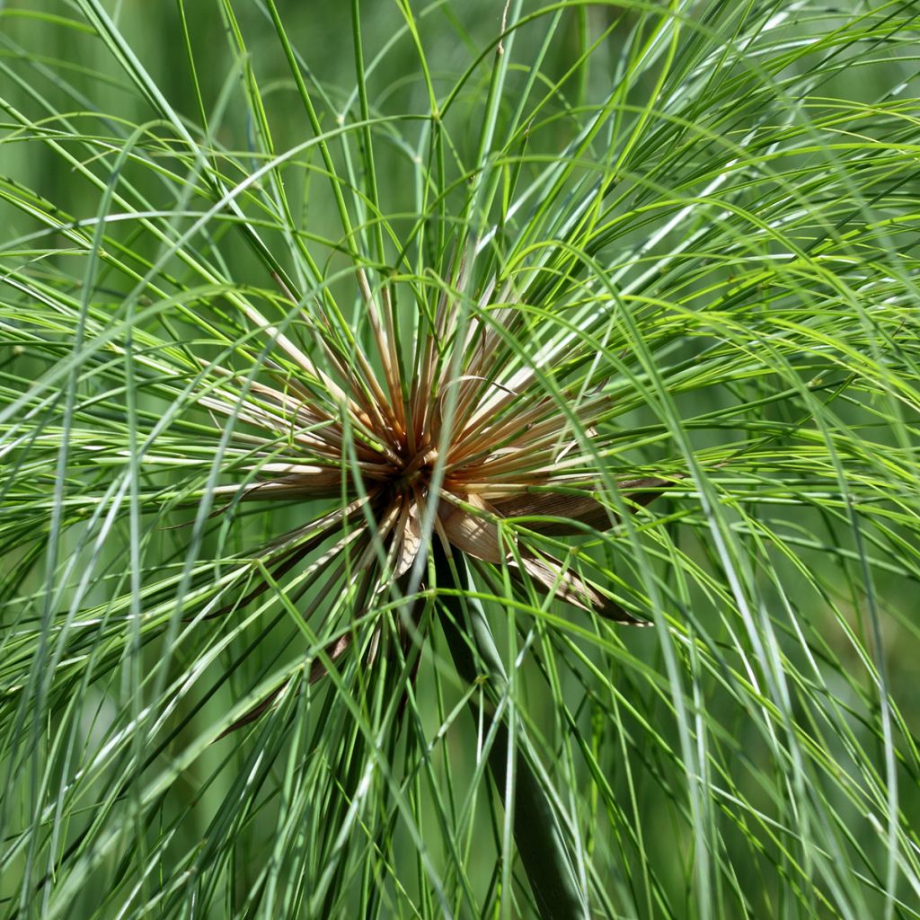 Cyperus papyrus - Papyrusplant