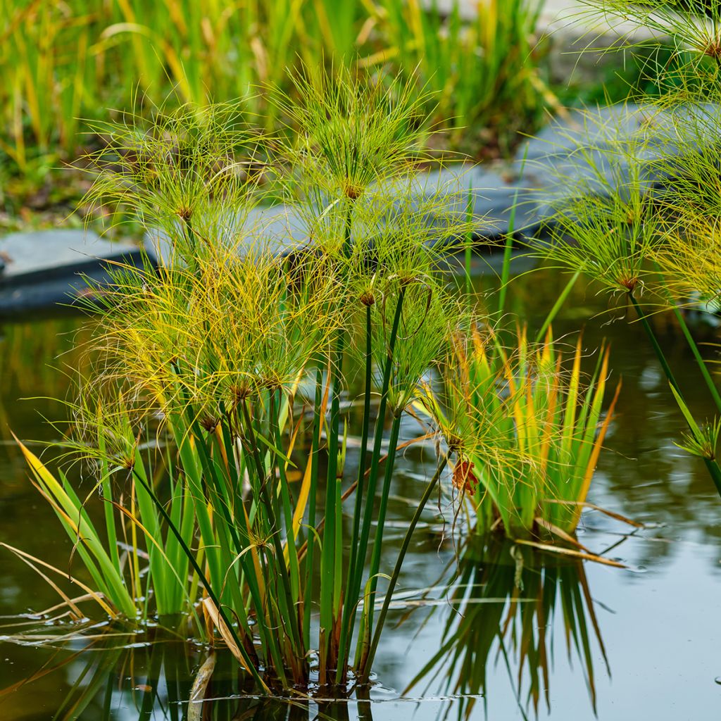 Cyperus papyrus - Papyrusplant