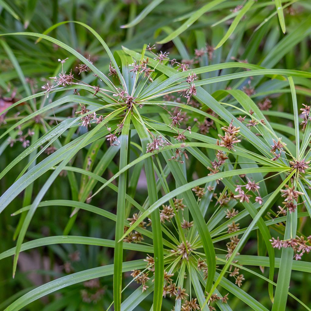 Cyperus alternifolius - Parapluplant zaden