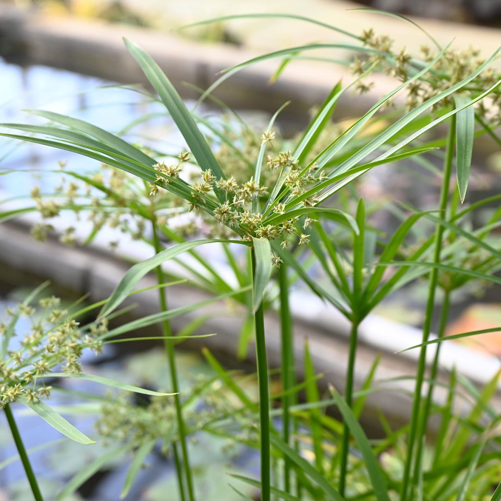 Cyperus alternifolius - Parapluplant zaden