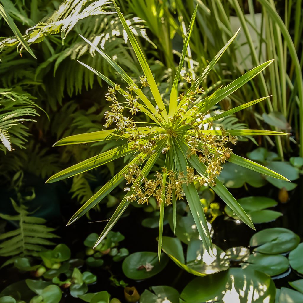 Cyperus alternifolius - Parapluplant zaden