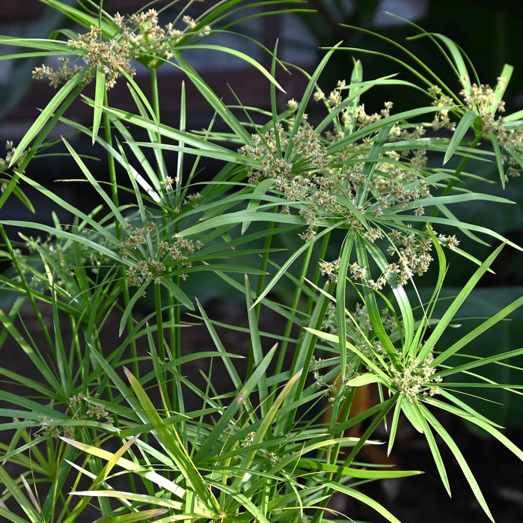Cyperus alternifolius - Parapluplant zaden