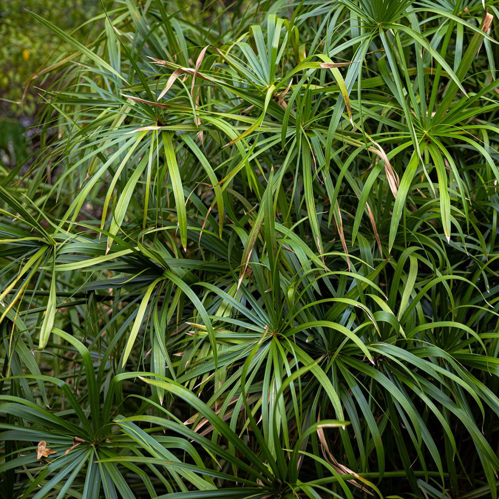 Cyperus alternifolius - Parapluplant zaden