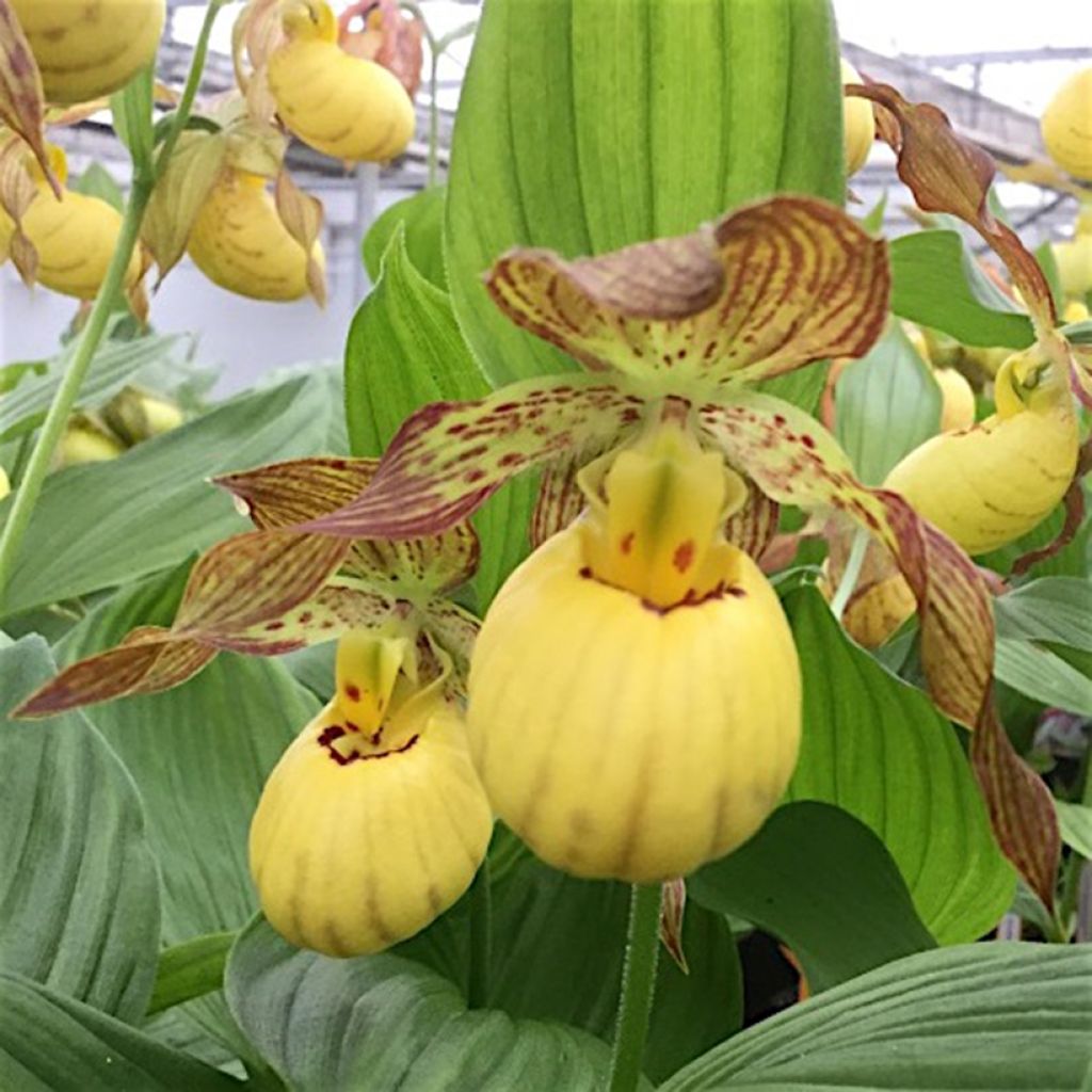Cypripedium Inge - Vrouwenschoentje