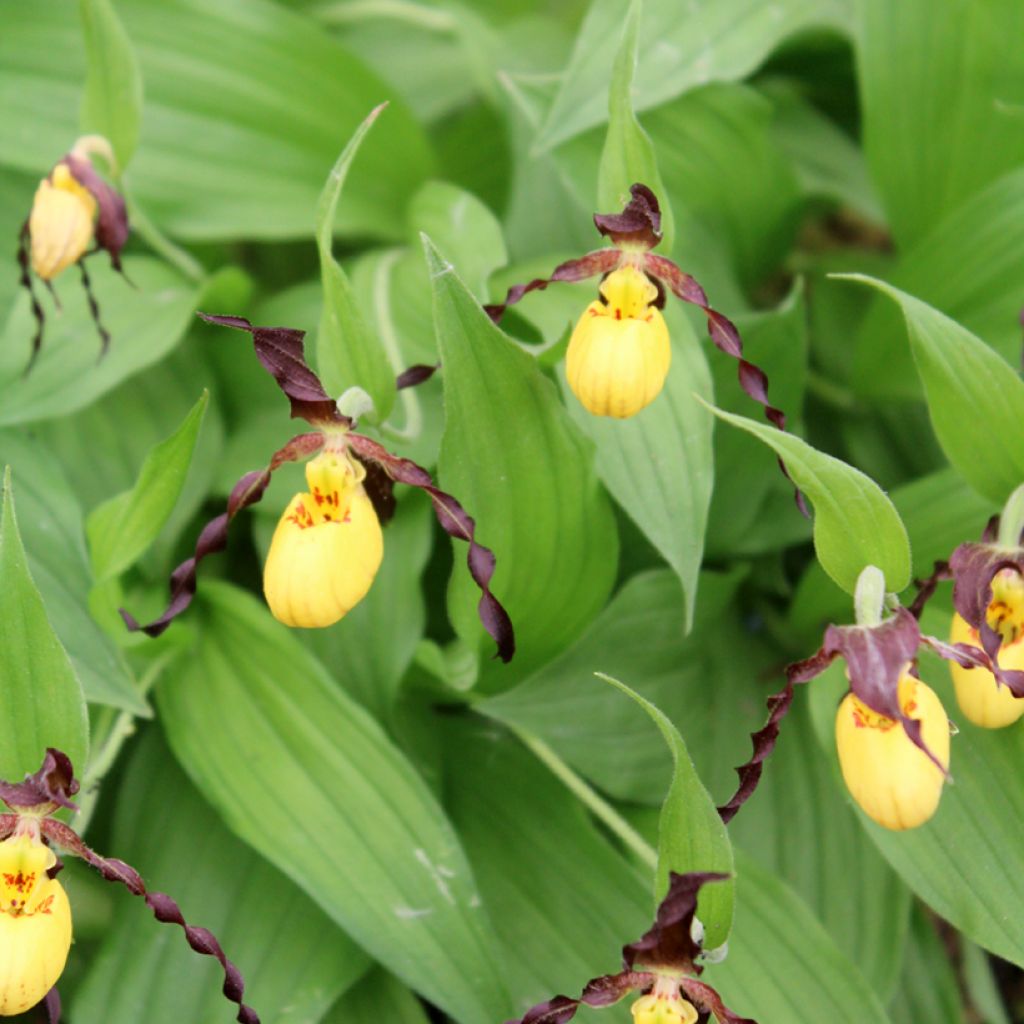 Cypripedium parviflorum var. parviflorum - Vrouwenschoentje
