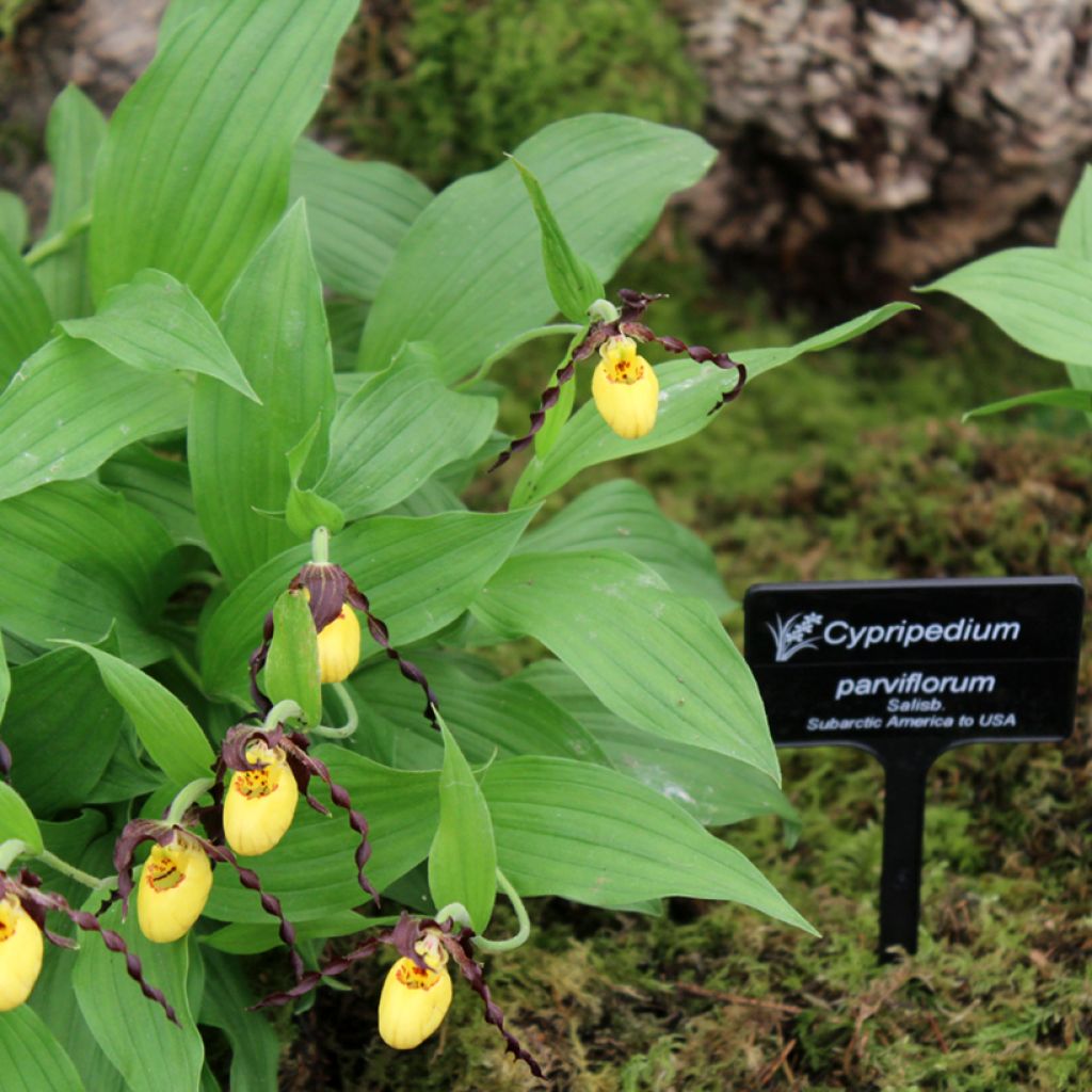 Cypripedium parviflorum var. parviflorum - Vrouwenschoentje