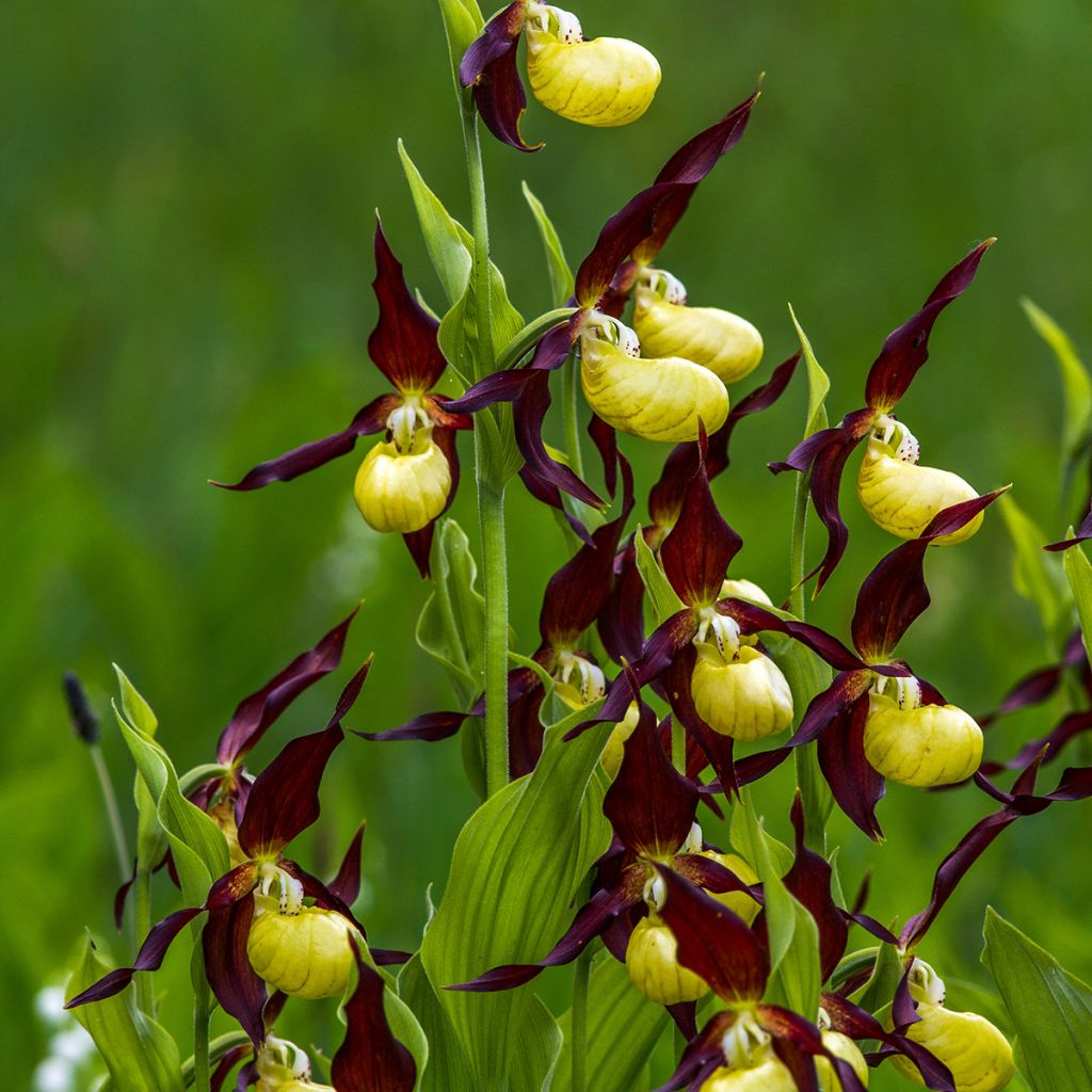 Cypripedium calceolus - Gele vrouwenschoen