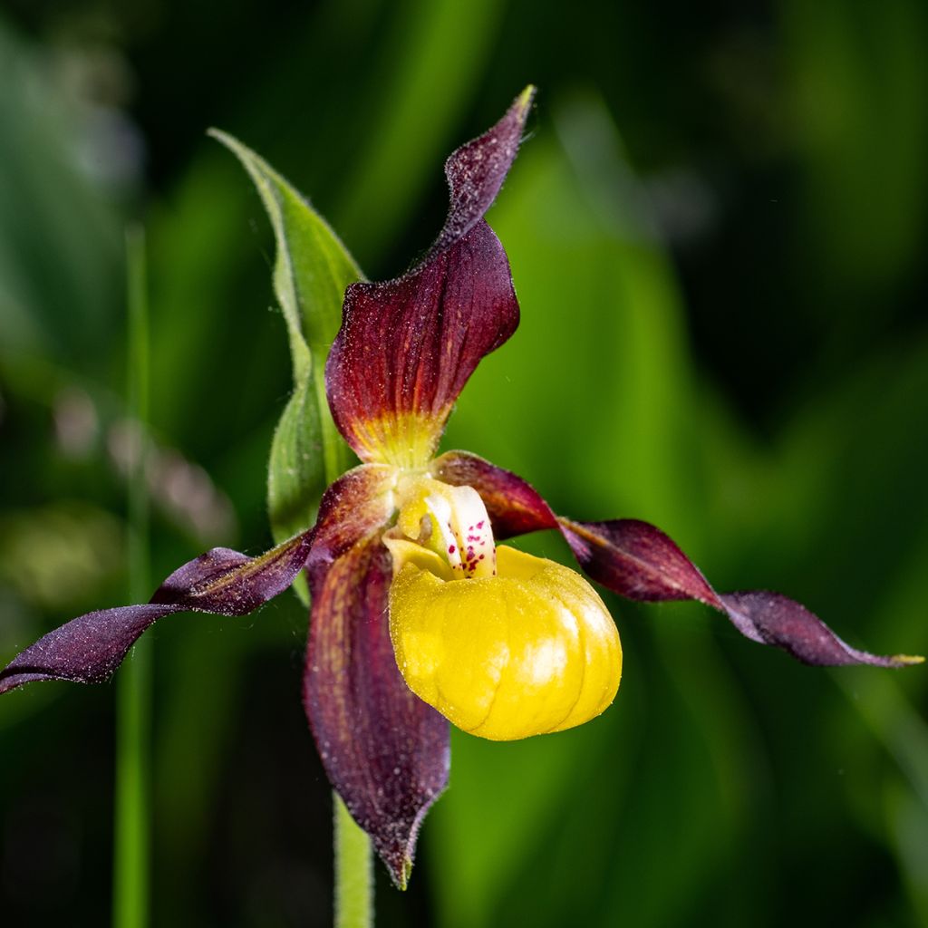 Cypripedium calceolus - Gele vrouwenschoen