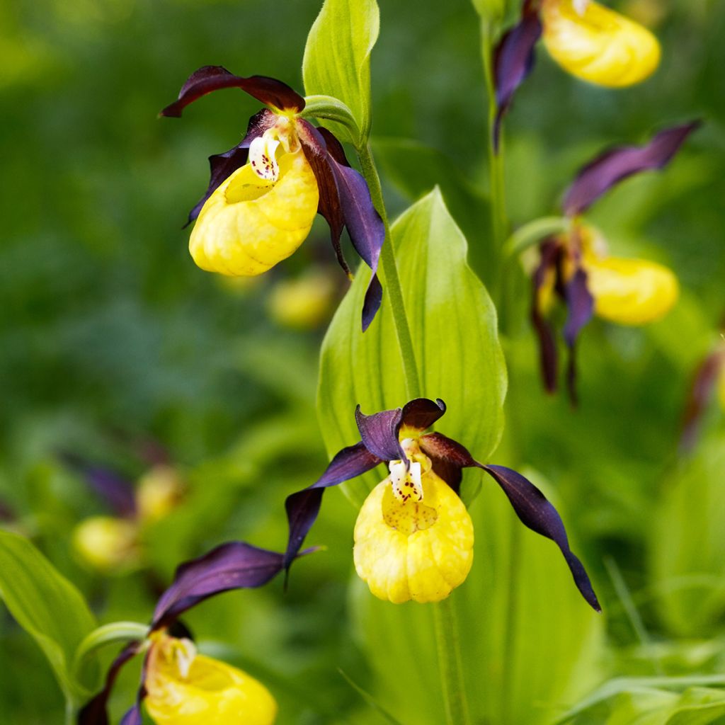 Cypripedium calceolus - Gele vrouwenschoen