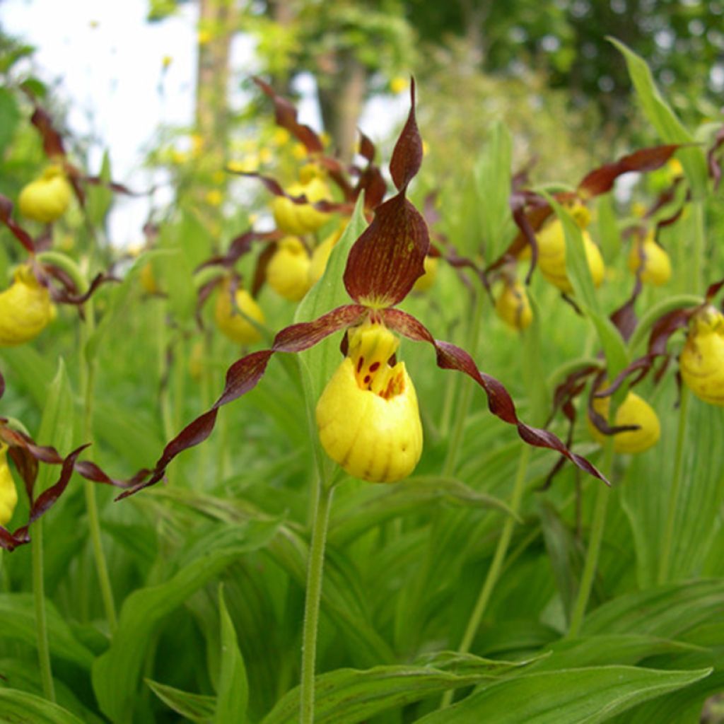 Cypripedium parviflorum var. parviflorum - Vrouwenschoentje