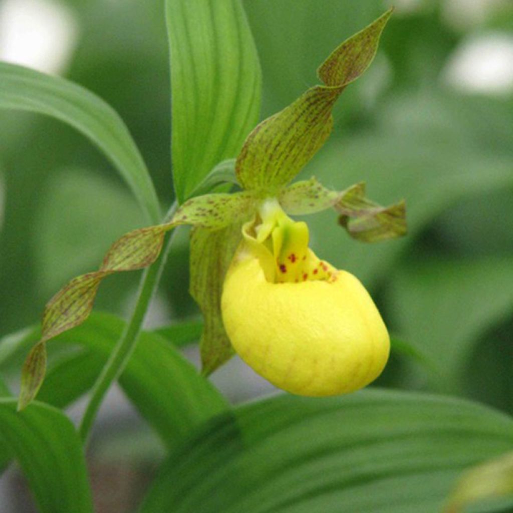 Cypripedium parviflorum pubescens - Vrouwenschoentje
