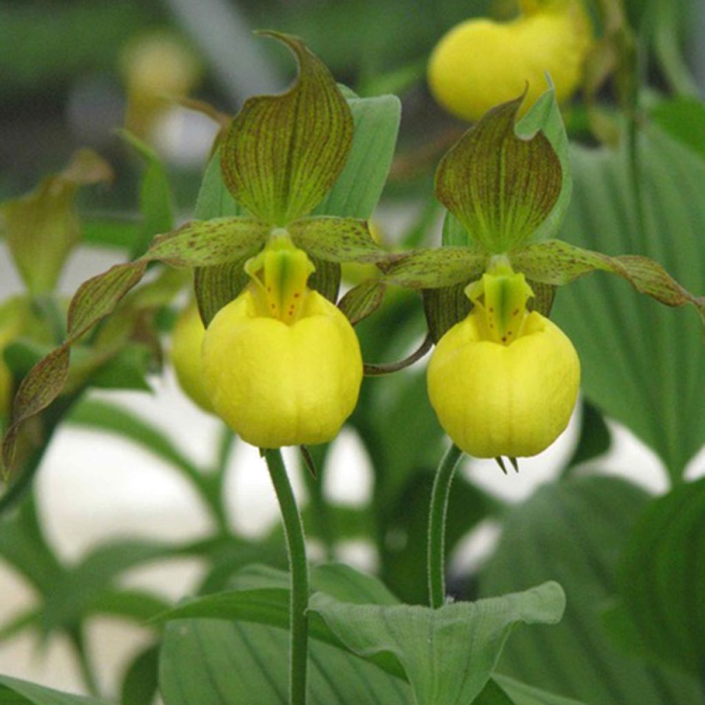 Cypripedium parviflorum pubescens - Vrouwenschoentje
